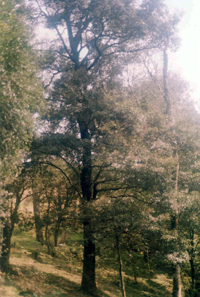 Encino Duela